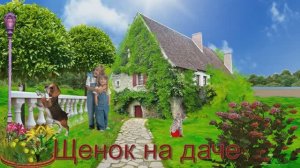 Щенок на даче.