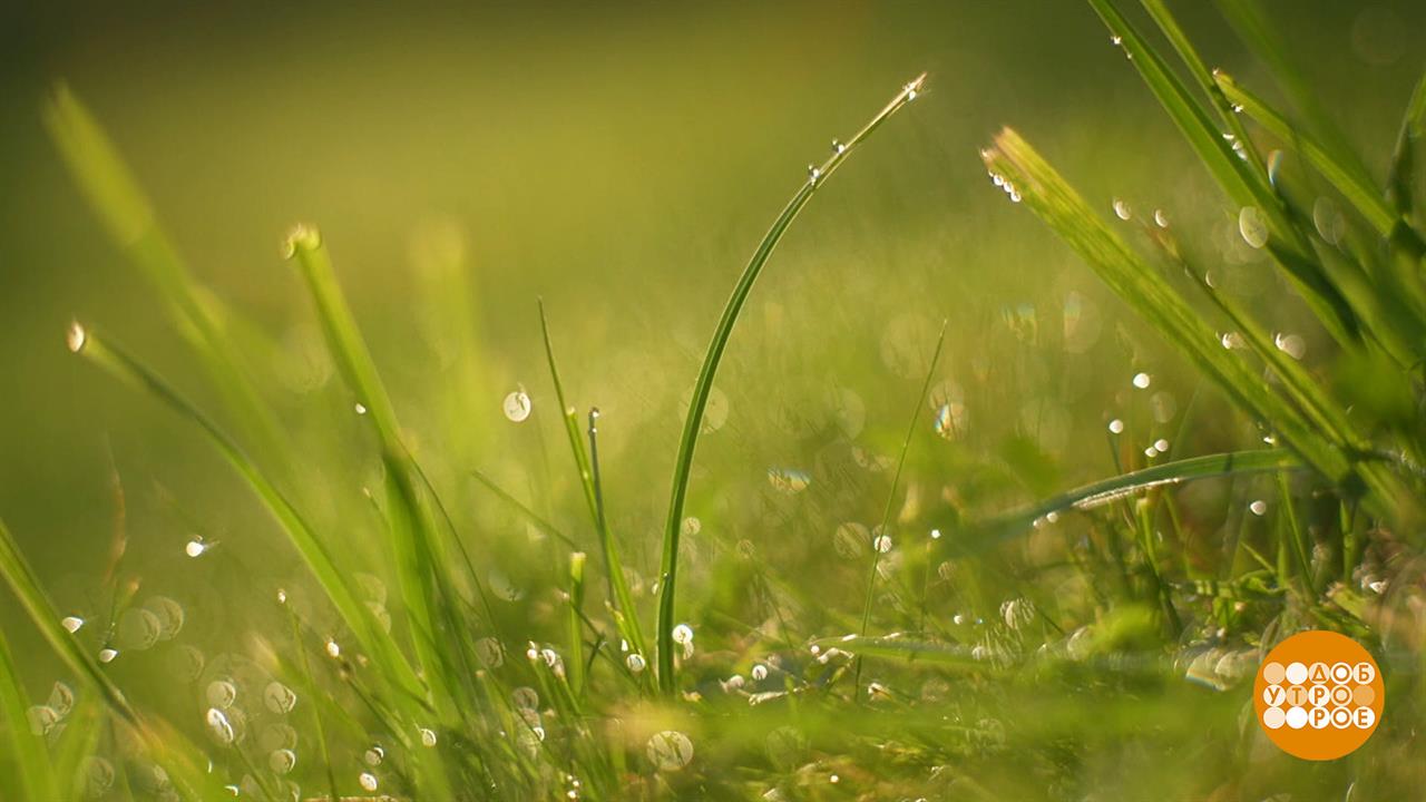 По росе - босиком! Доброе утро. Суббота. Фрагмент выпуска от 12.07.2025