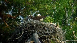 Гнездо скопы: как строят и размножаются  ястребы-рыболовы