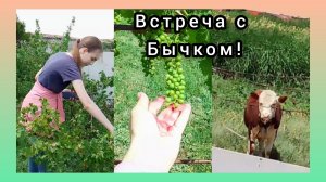 Собираем смородину.Часть 2.Встреча с бычком 👁️🗨️