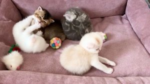 Котятам кошки Кайли 27 дней.