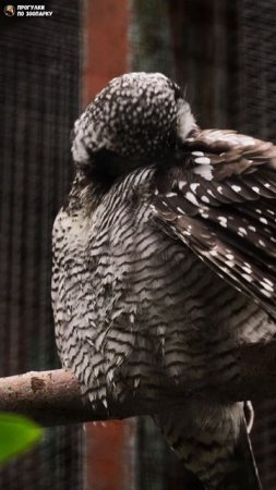 Ястребиная сова чистит перья. Ленинградский зоопарк