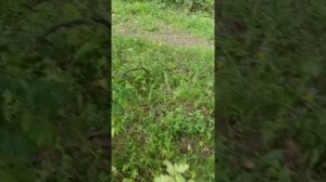 Сектор газа Вальпургиева ночь