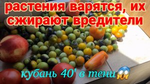 Мой дом у лимана. Совка, вершинная гниль, фитофтороз , тля и трипсы. Рошаль - родные Олега.