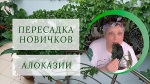 Пересадка новичков АЛОКАЗИЙ.