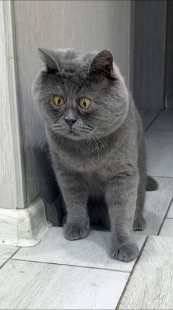 😂 ОН СЪЕЛ МОЮ КОТЛЕТУ 😤 ОЗВУЧКА ОТ ROMEO 😎 СМЕШНЫЕ ЖИВОТНЫЕ 🐱 ОЗВУЧКА КОТОВ 😼 #cat #trending #ю