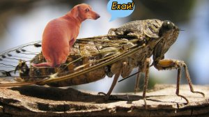 Что случится, если собаку не докармливать 🫣🤣🤣