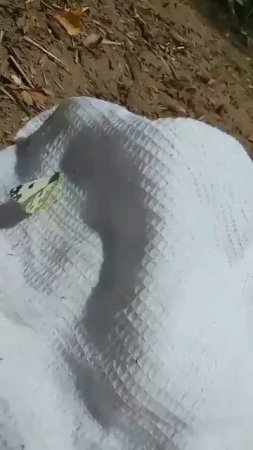 Жара, она для всех жара