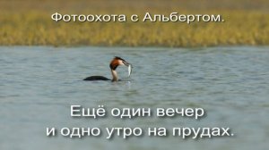 Фотоохота с Альбертом. Ещё один вечер и утро на прудах.