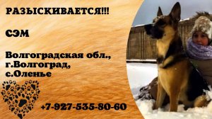 Пропала собака! СЭМ. Волгоградская обл,  г.Волгоград,  с. Оленье