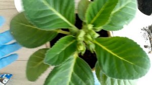 Перевалка ГЛОКСИНИЙ с бутонами. Июль