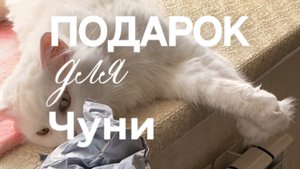 Подарок для Чуни