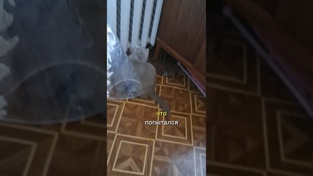 "Волшебные трюки: цирковой кот в центре внимания". #ЦирковойКот
#КотЦиркач
#ТрюкиКота
#ЖивотныеВЦирк