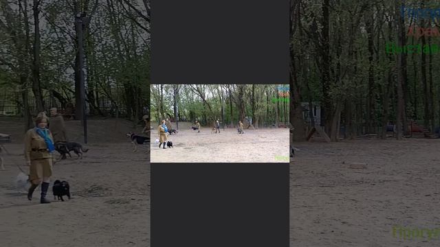Военно-Историческая реконструкция "Ожившие подвиги собак-героев ВОВ"
#видео #собаки_герои #вов
Добро