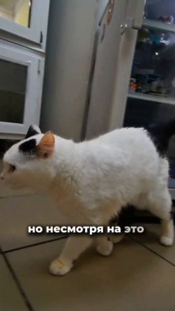 Принесёт в ваш дом счастье и замурлычет все печали! | Ула