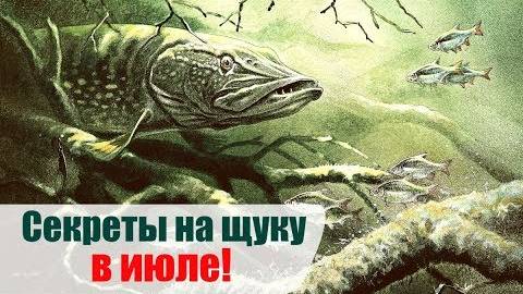 Как ловить щуку в июле? На что ловить щуку в июле? Где ловить щуку в июле?