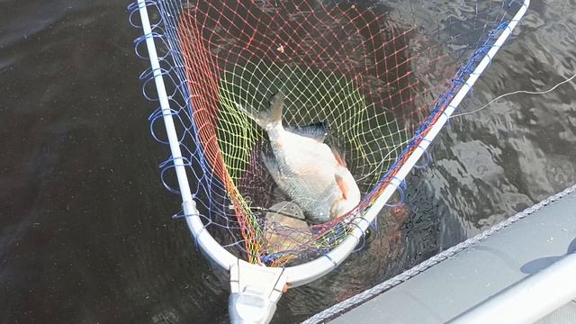 Крупная густера на сало с опарышем. смотреть онлайн