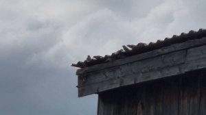спорим что за птички/ привезли сено на зиму