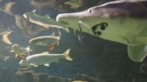 Москвариум | Николай Артемьев