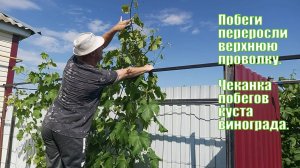 Чеканка побегов куста винограда.