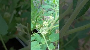 Плановый обход территории 😊 🌱🍅🌺☀