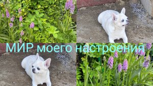10.07.25 Дача Выборг.Хочу посадить Лесную Орхидею.Леля требует ужин