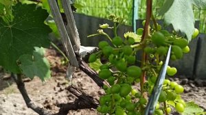 Делаю красивые грозди 💁🍇🍇🍇