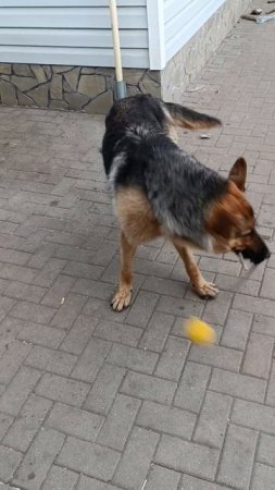 немец бьет бока