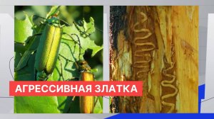 Карантин введён сразу в четырёх округах Нижегородской области из-за агрессивного лесного вредителя