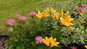 Июль. Цветы, сороки, дождь.