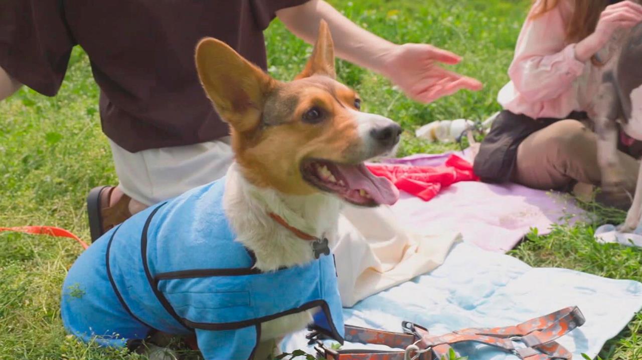 Как помочь своим питомцам перенести жару: советы от эксперта