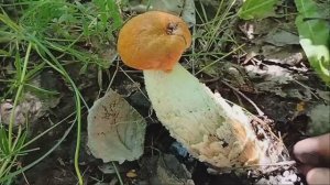 Грибы подосиновики 🍄🍄🍄 6 июля 2025 г🍄🍄🍄