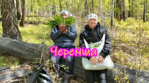 Черемша, дикий чеснок.