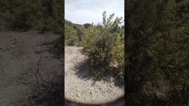 Древнейшие житили планеты цикады живут на горах на Чёрном море