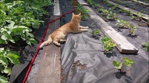 Кот. Фокс