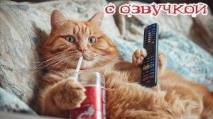 Приколы с котами! С ОЗВУЧКОЙ! СМЕШНЫЕ КОТЫ И КОШКИ! Смешные видео с животными!