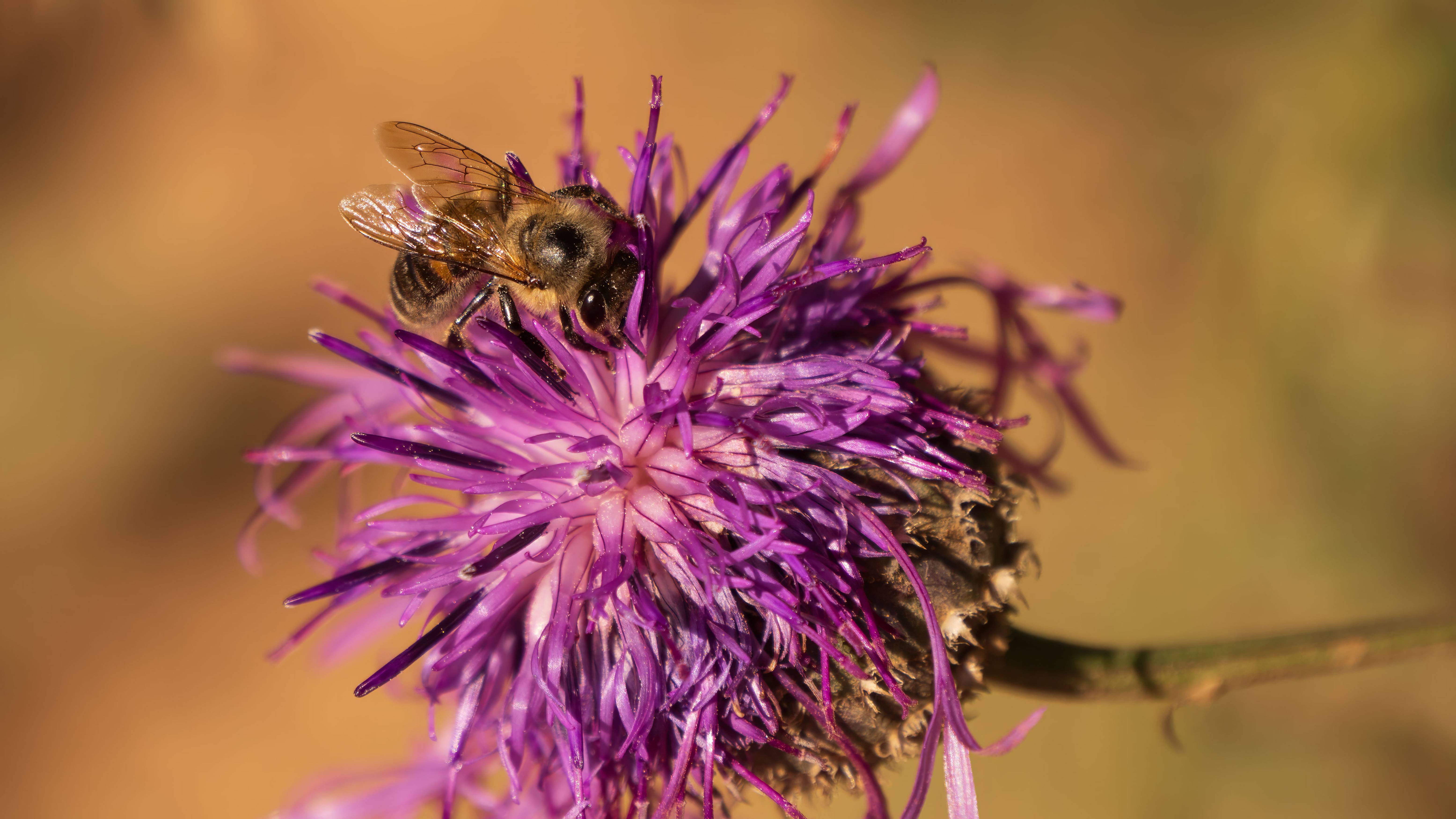 Пчёлки жу жу жу смотреть онлайн