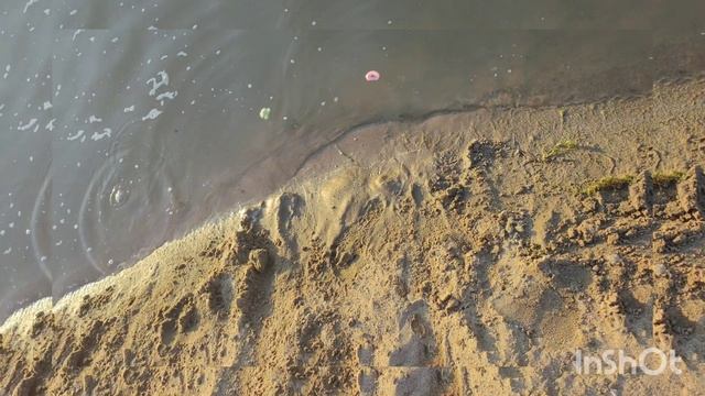 игры с хомяками на воде