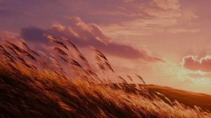 Я печаль свою не скрою