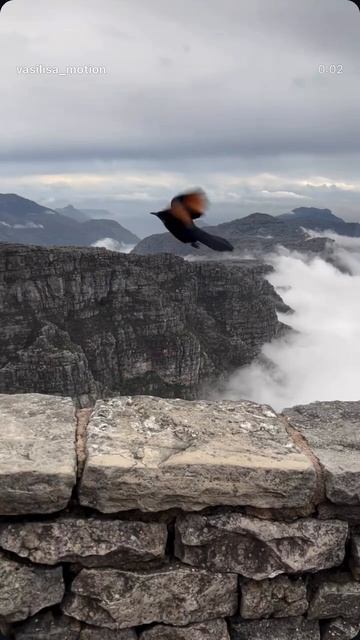 Грудная клетка смотреть онлайн