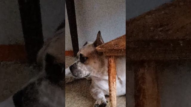 Малышок грызет табуретку