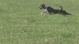 Басенджи Элуна. Тренировка по курсингу. 12.07.2025