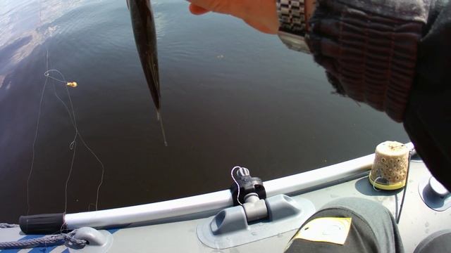 Густёрка на банку смотреть онлайн