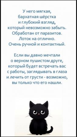 Ищет дом маленькое чудо! 🐾🖤
