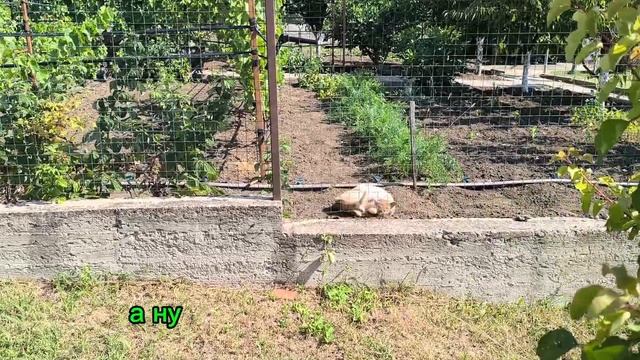 382 Свои абрикосы! Созрели!