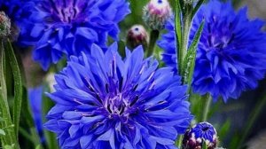 Желаю тебе прекрасного настроения 🌼