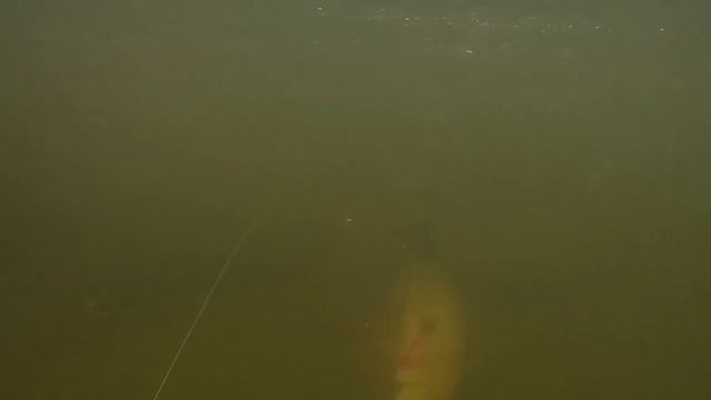 Подводная охота в Астраханской области (нарезка) смотреть онлайн