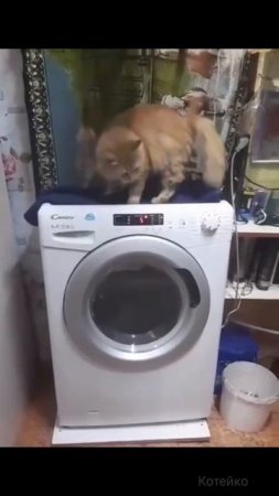 Нас трясёт, а мы крепчаем! 😼