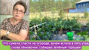 Что спасла на огороде, мои обновочки, заготовка зелёного горошка на зиму