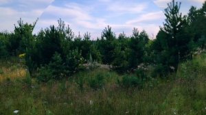 Доброе раннее утро ( 12 июля)